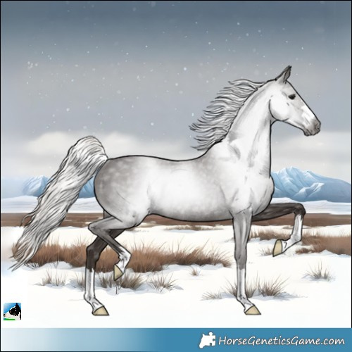 Horse Color:Gray Silver Black Rabicano 