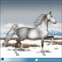 Horse Color:Gray Silver Black Rabicano 