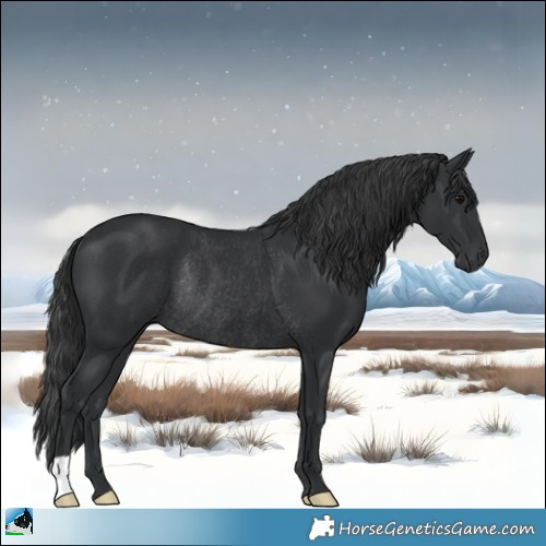 Horse Color:Black Rabicano 
