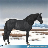 Horse Color:Black Rabicano 