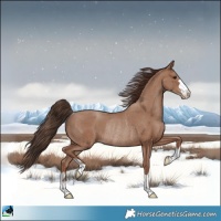 Horse Color:Classic Champagne Rabicano 