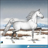 Horse Color:Gray Silver Black Rabicano 