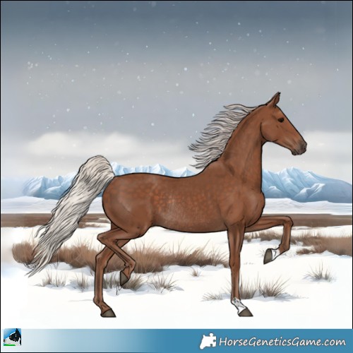 Horse Color:Silver Black Rabicano