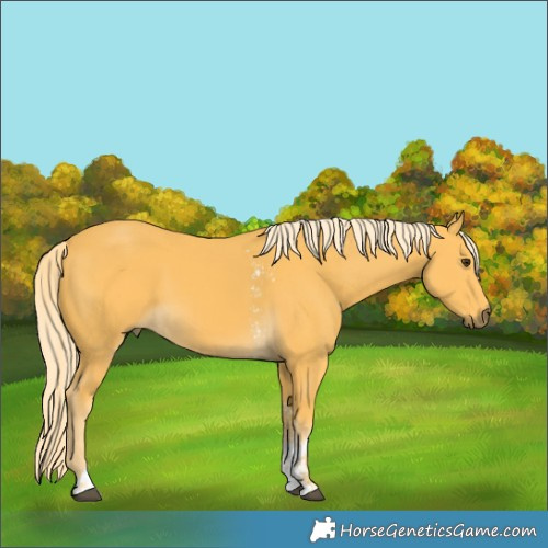 Horse Color:Palomino Sabino 