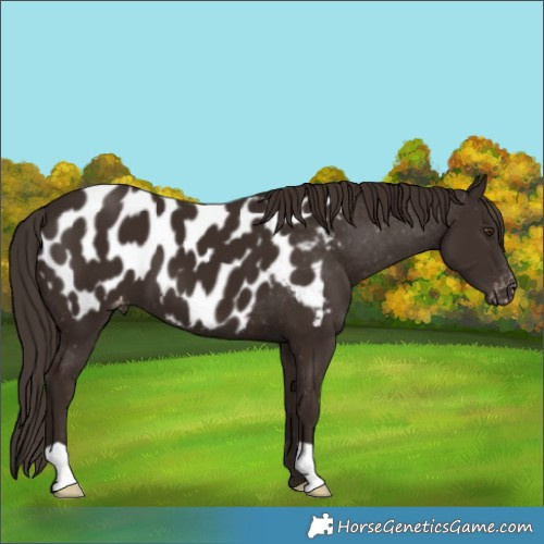 Horse Color:Liver Chestnut Appaloosa