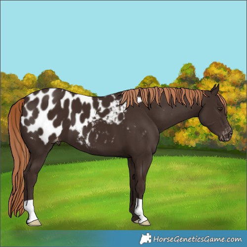 Horse Color:Liver Chestnut Appaloosa 