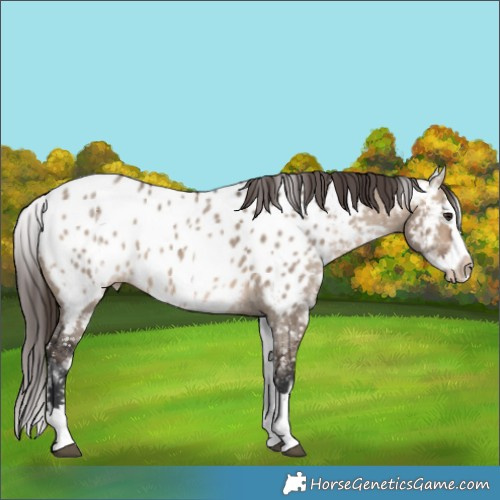 Horse Color:White Spotted Bay Dun Splash Appaloosa 
