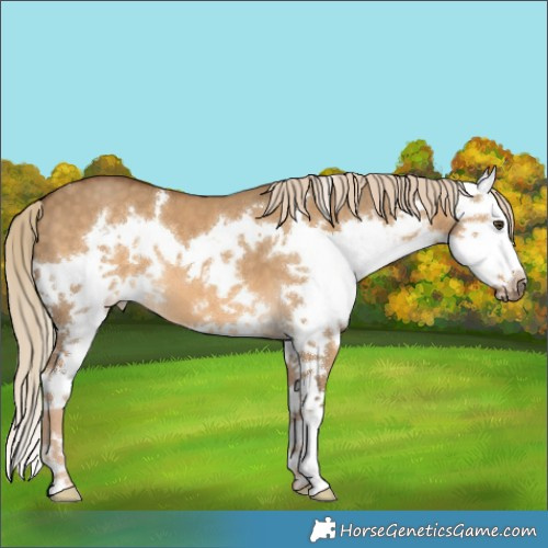 Horse Color:Chocolate Palomino Dun Sabino Splash 