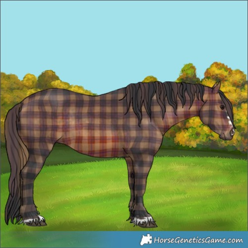 Horse Color:Plaid  Brown Rabicano 