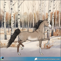 Horse Color:Liver Red Dun Sabino Rabicano 