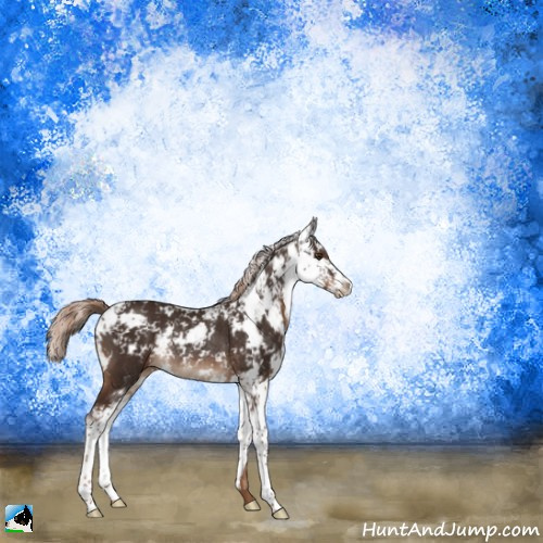 Horse Color:Liver Chestnut Sabino Rabicano 