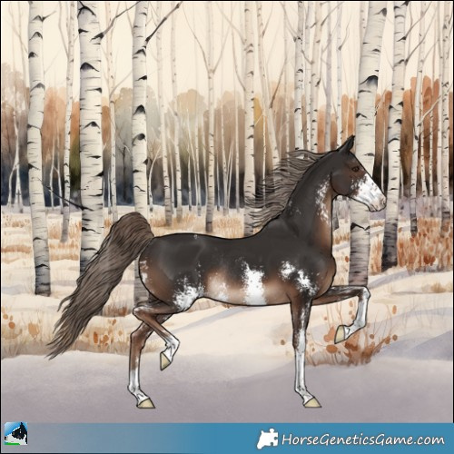 Horse Color:Liver Chestnut Sabino Rabicano 