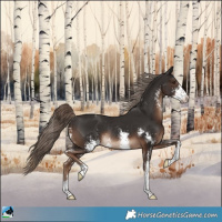 Horse Color:Liver Chestnut Sabino Rabicano 