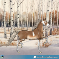 Horse Color:Chocolate Palomino Sabino Rabicano 