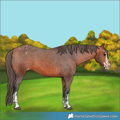 Horse Color:Bay Appaloosa  and Bay Appaloosa 