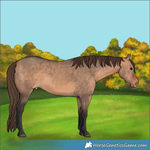 Horse Color:Bay Dun Appaloosa 