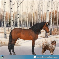 Horse Color:Bay Rabicano 