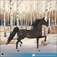 Horse Color:Brown Rabicano 