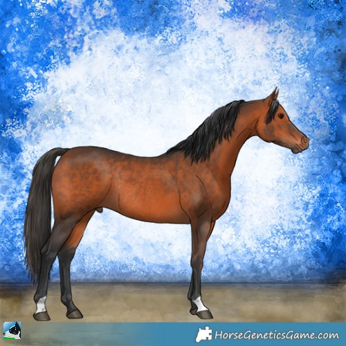 Horse Color:Bay Rabicano 