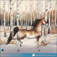 Horse Color:Bay Onyx