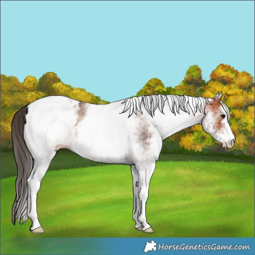 Horse Color:White Spotted Bay Appaloosa 