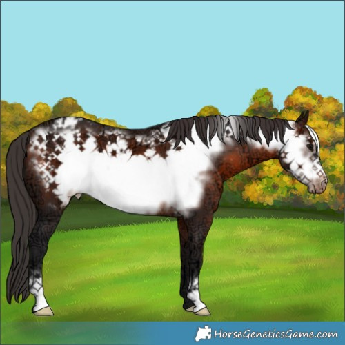 Horse Color:Brown Ice Frame Appaloosa 