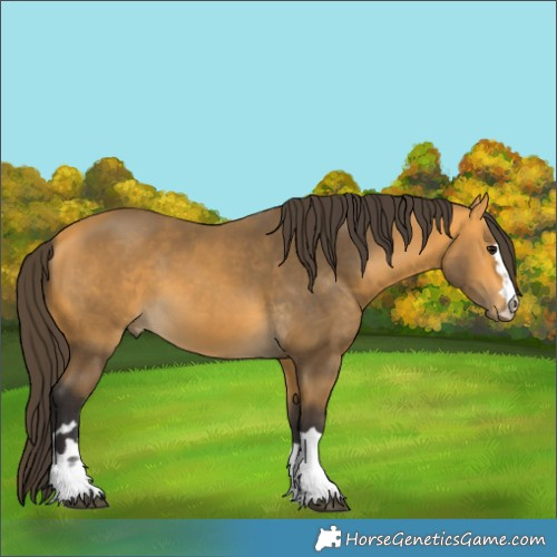 Horse Color:Buckskin 