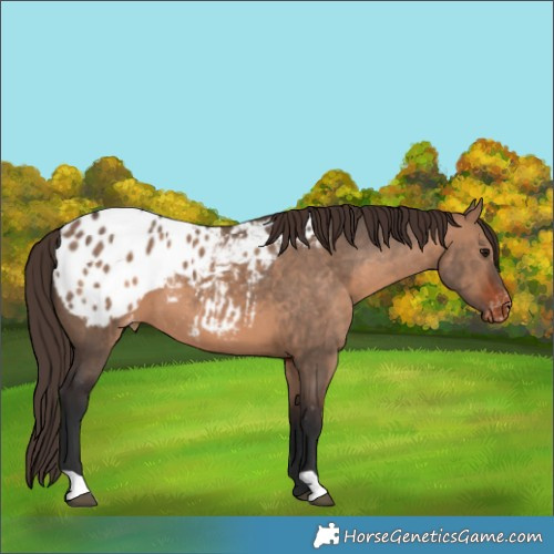 Horse Color:Bay Dun Appaloosa 