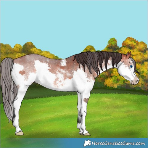 Horse Color:White Spotted Bay Splash
