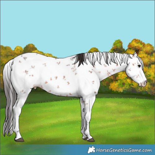 Horse Color:Bay Sabino Rabicano 