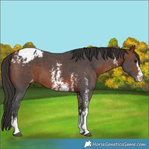 Horse Color:Bay Sabino Appaloosa 