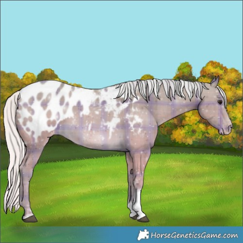Horse Color:Plaid Silver Buckskin Tobiano Appaloosa