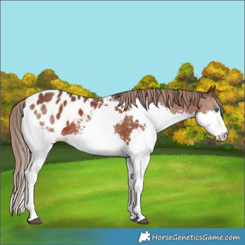 Horse Color:Liver Chestnut Sabino Splash Appaloosa 