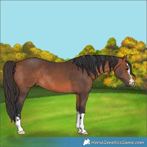 Horse Color:Bay 