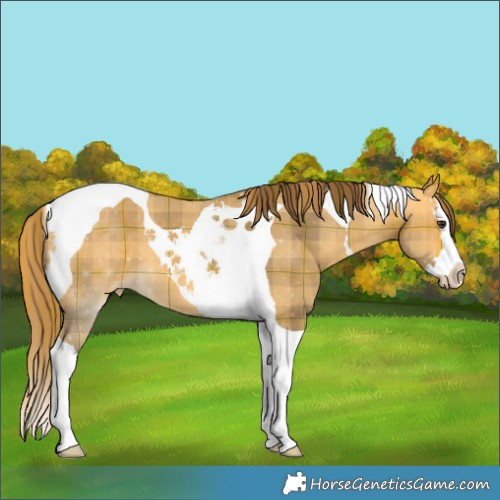 Horse Color:Plaid  Buckskin Dun Splash Tobiano Appaloosa 