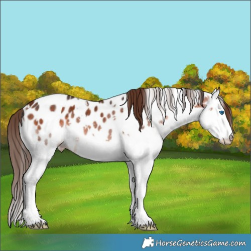Horse Color:White Spotted Bay Splash Appaloosa Rabicano 
