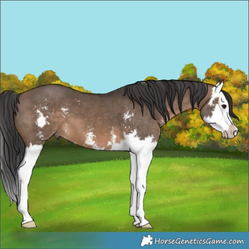 Horse Color:Brown Dun Sabino Splash 
