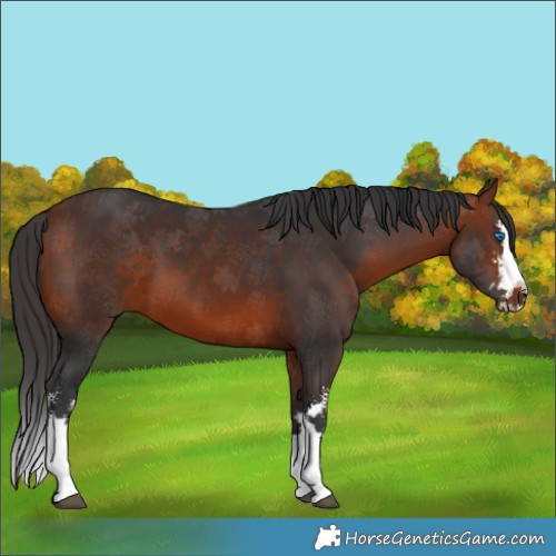 Horse Color:Bay Sabino Splash 