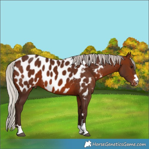 Horse Color:Silver Brown Appaloosa 