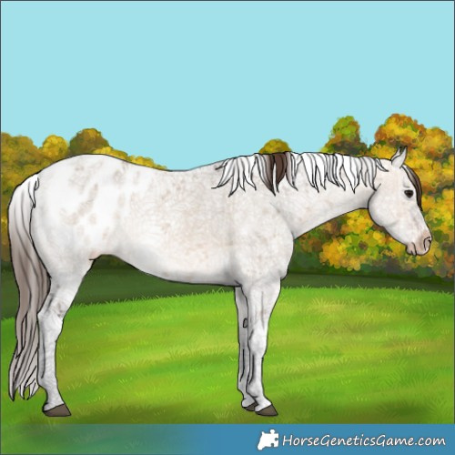 Horse Color:Brown Dun Sabino Splash Appaloosa 