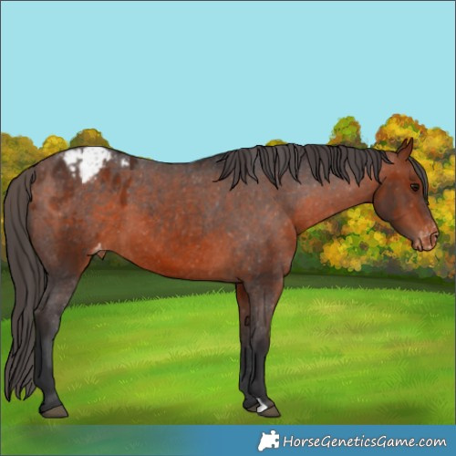 Horse Color:Bay Appaloosa 
