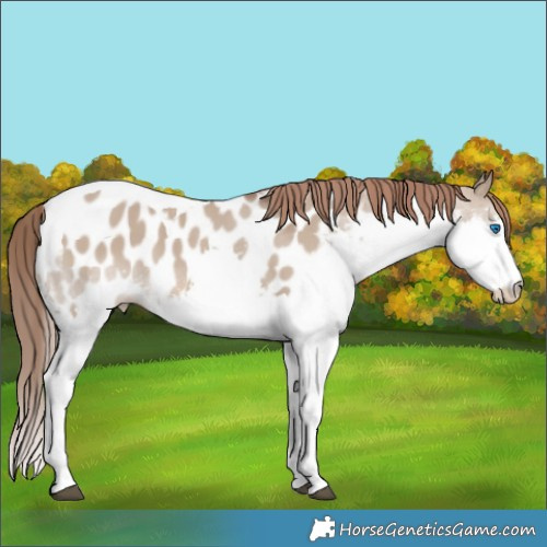 Horse Color:Liver Red Dun Splash Tobiano Appaloosa 