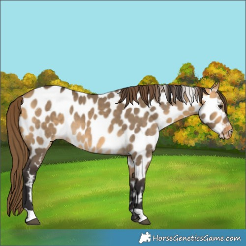 Horse Color:Buckskin Dun Appaloosa 