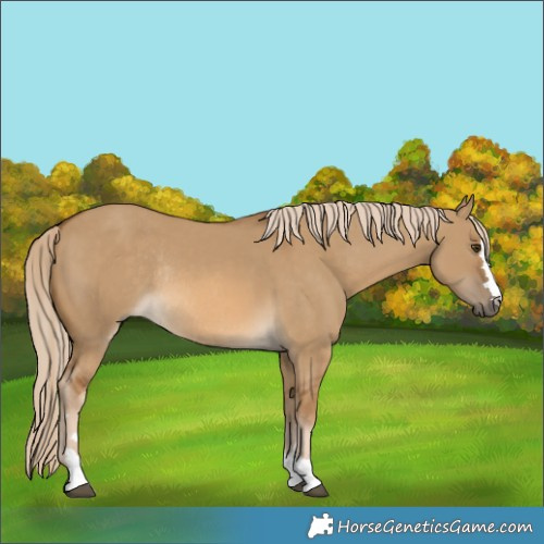 Horse Color:Chocolate Palomino Dun Rabicano 