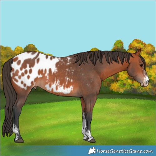 Horse Color:Bay Sabino Appaloosa 