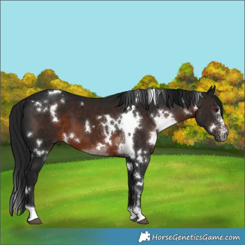 Horse Color:Gray White Spotted Brown Sabino 
