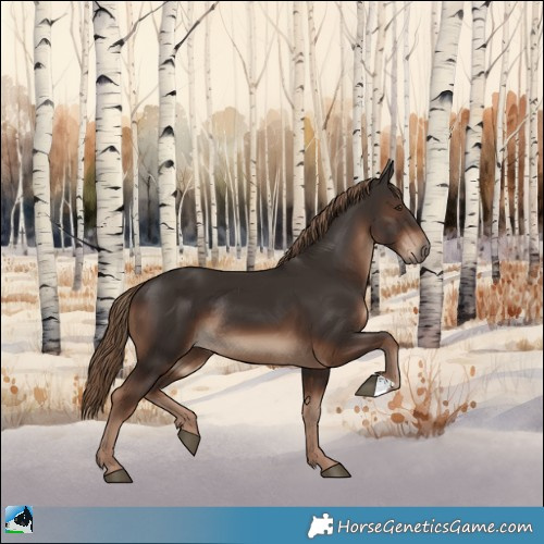 Horse Color:Liver Chestnut Rabicano