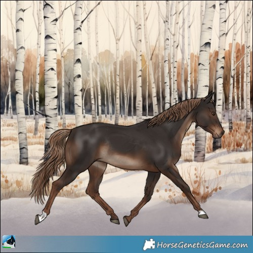 Horse Color:Liver Chestnut Rabicano
