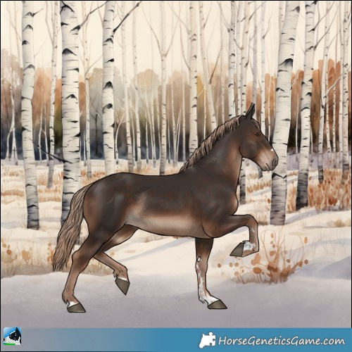 Horse Color:Liver Chestnut Rabicano 