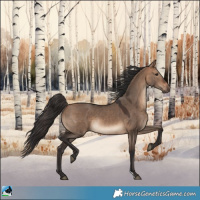Horse Color:Bay Dun 